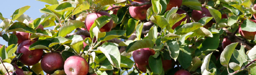 Growing Season for Apple Crops Begins