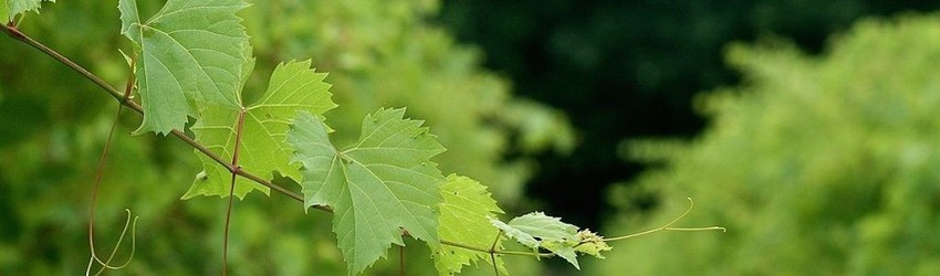 Upper Hudson American Viticultural Area named offical new wine region
