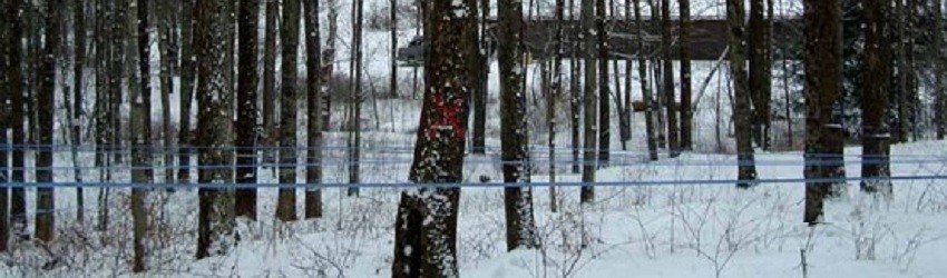 Maple Fest: Celebrating the Wonderful World of Maple Syrup